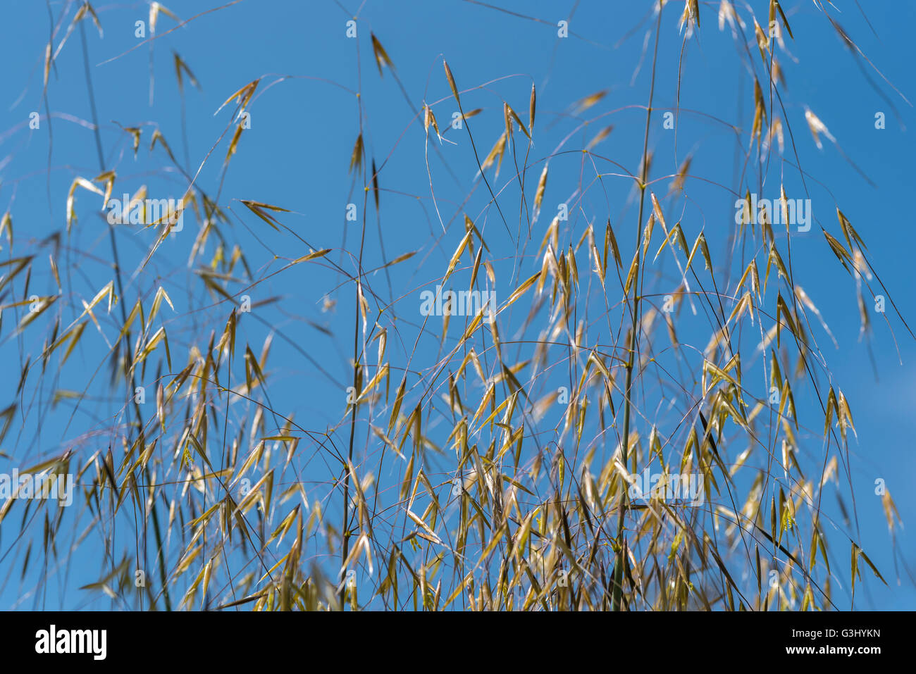 Stipa Gigantea Riesen Feather Grass Golden Hafer Stockfoto