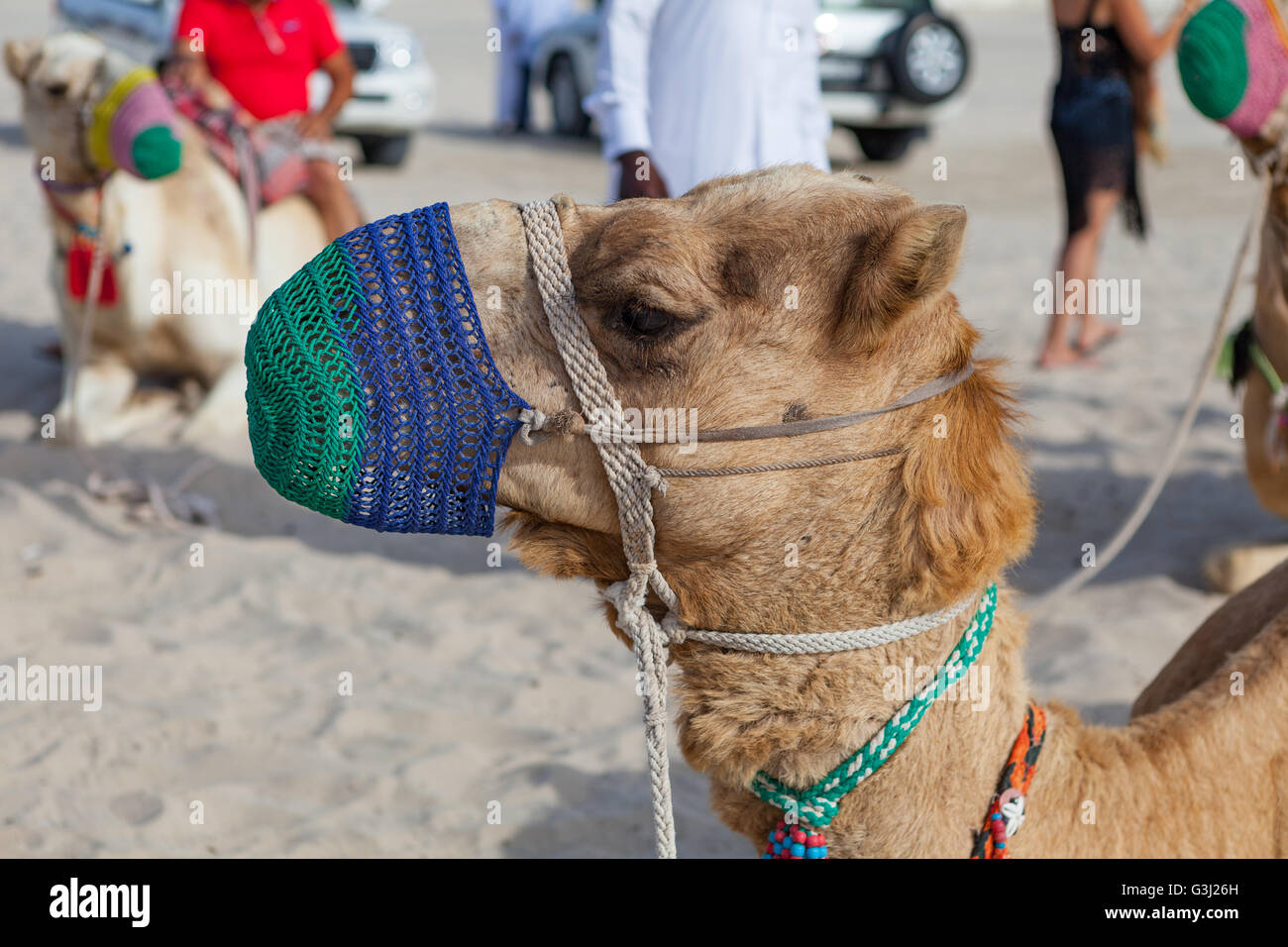 Kamele in Sealine, Katar zu Beginn eine Wüstensafari erleben. Kamelreiten. Stockfoto