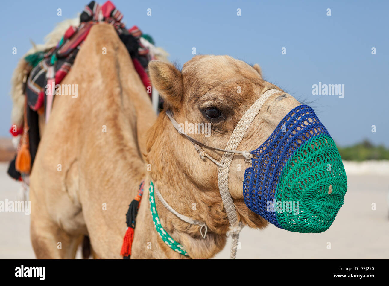 Kamele bei Sealine, Katar zu Beginn eine Wüstensafari erleben. Kamelreiten. Stockfoto