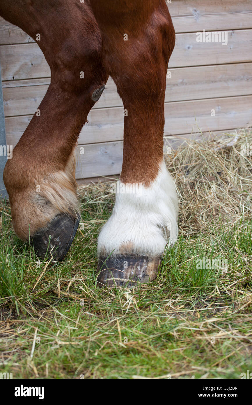 Nahaufnahme eines Pferdes Hufs und Bein Stockfoto