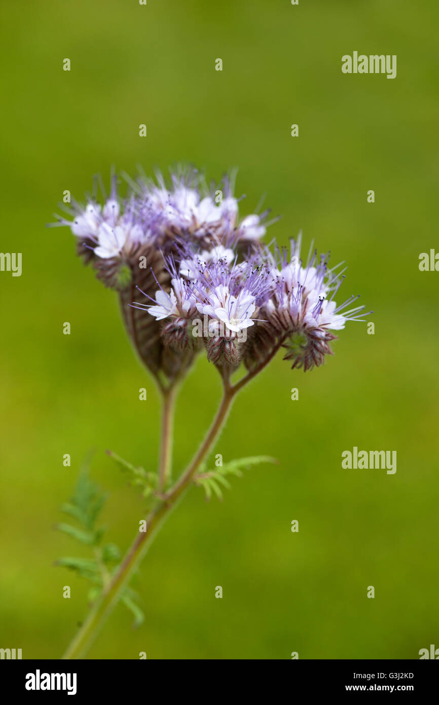 Nahaufnahme von Phacelia Grüner Dünger vor verschwommenem grünen Hintergrund, Großbritannien Stockfoto