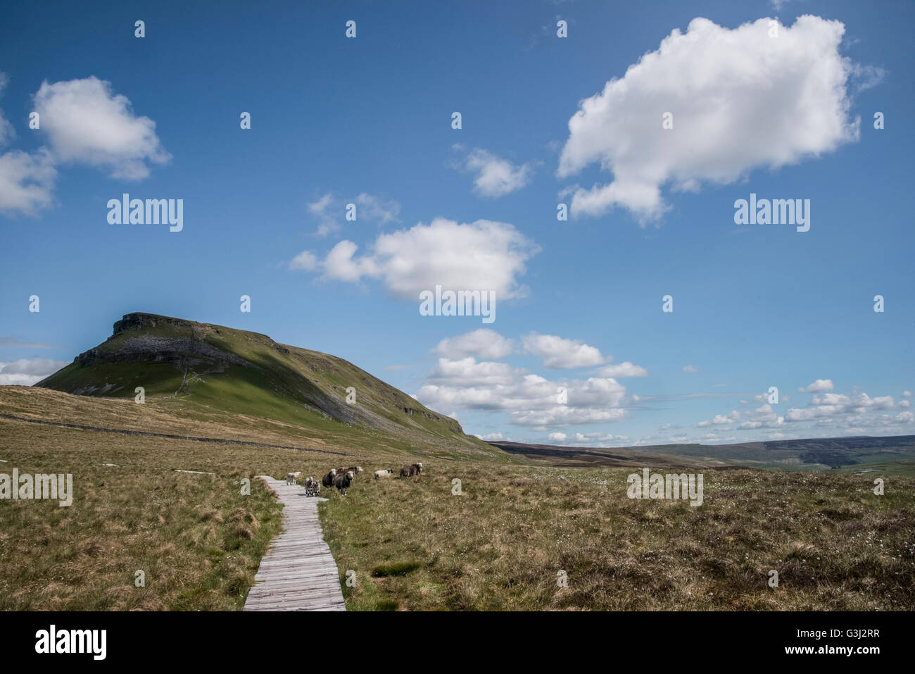 Pen-y-Gent Berg im Sommer Stockfoto