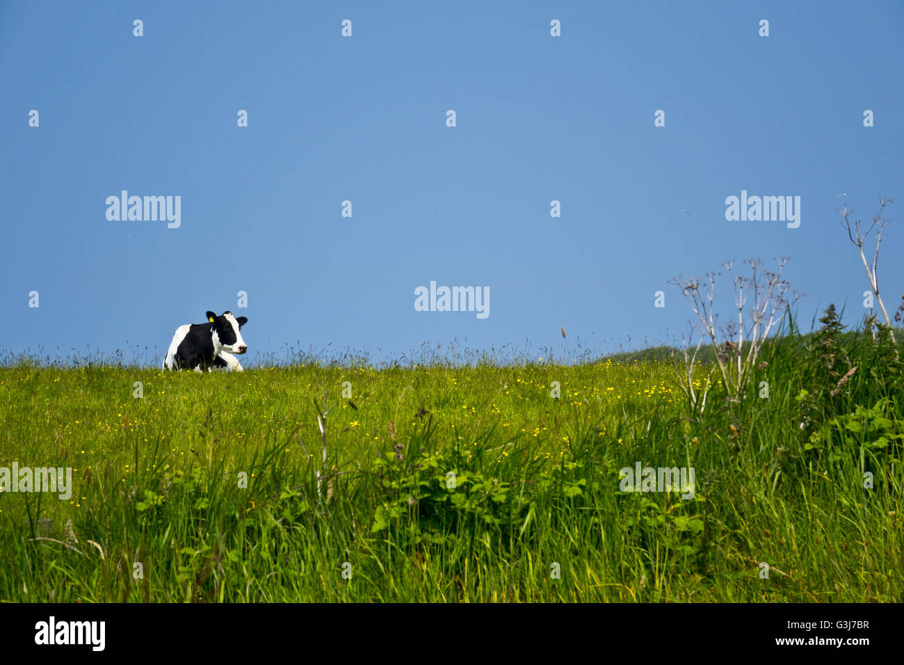 Holstein friesian rinder -Fotos und -Bildmaterial in hoher Auflösung ...