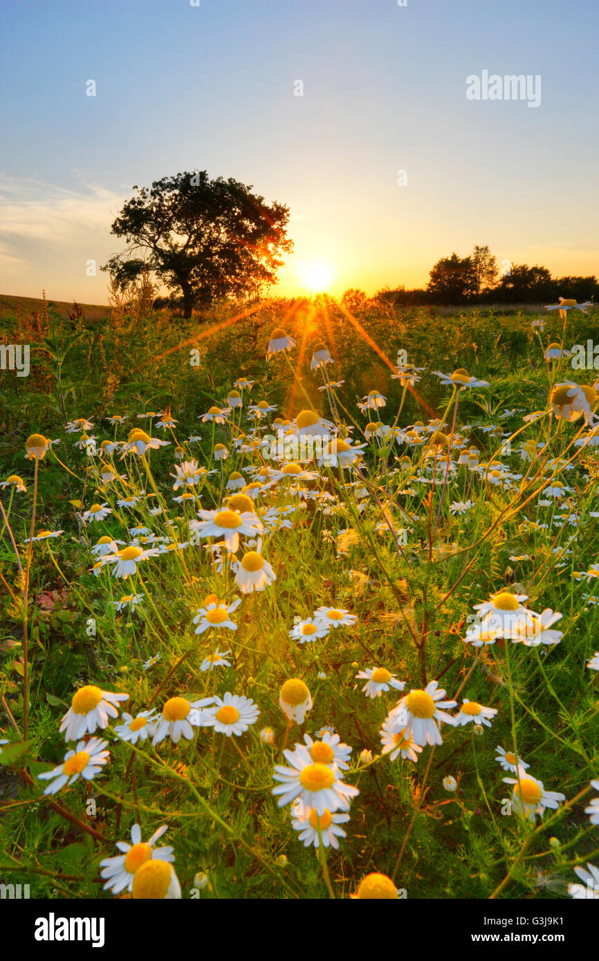 Kamillenblüten bei Sonnenuntergang, Natur-Landschaft Stockfoto