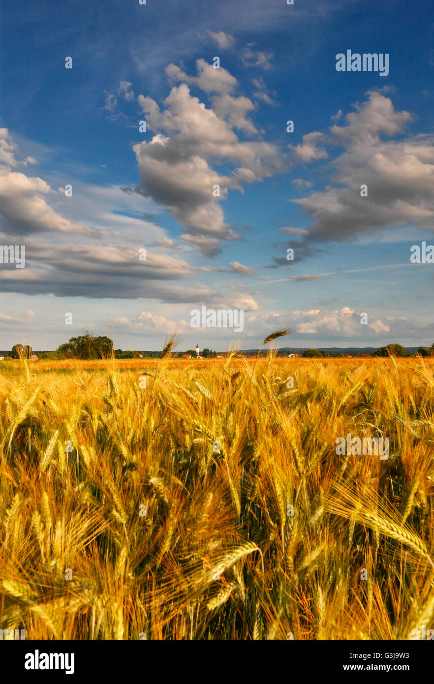 Weizenfeld mit schönen Wolken Stockfoto