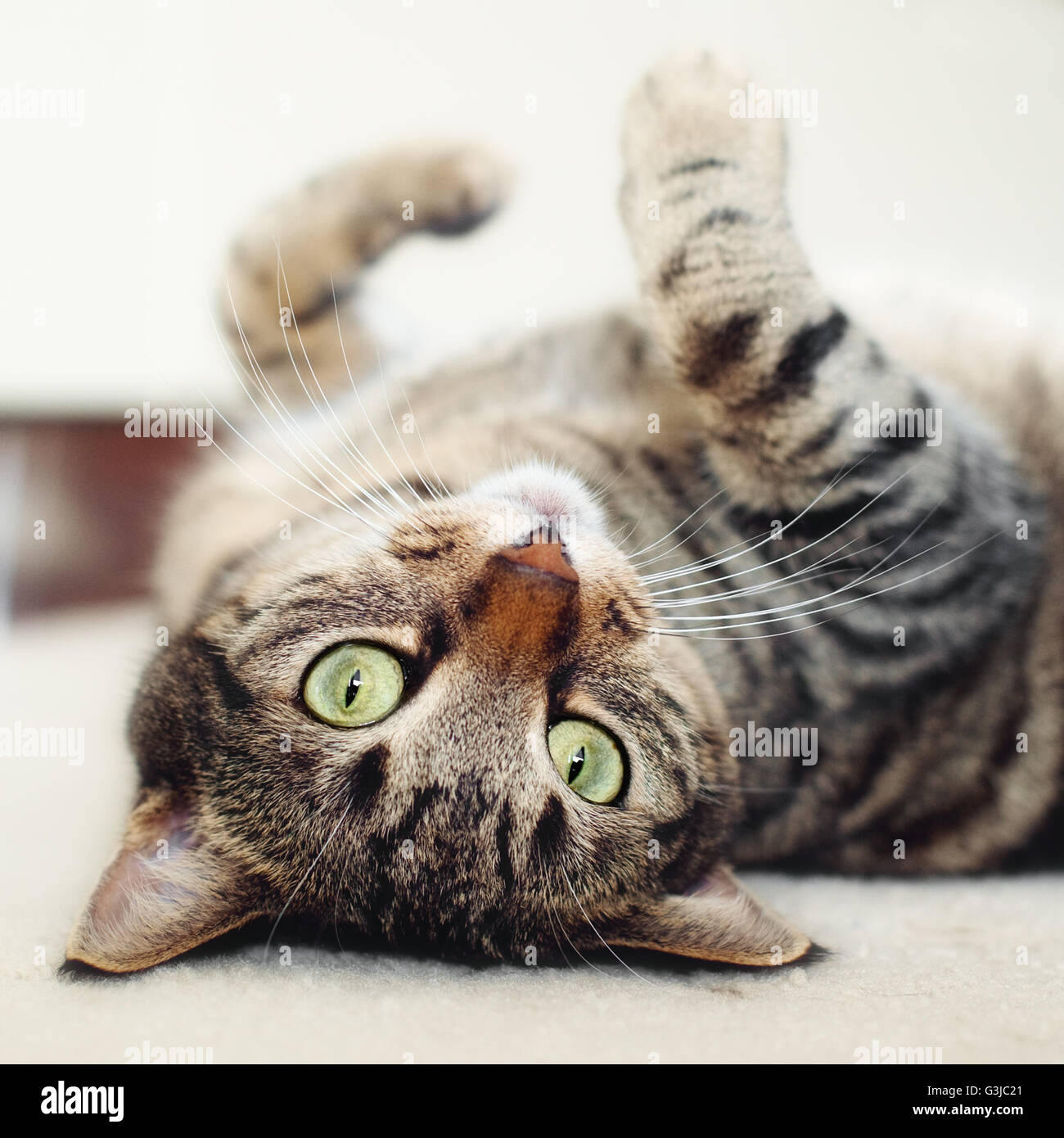 Tabby Katze auf Rücken liegend Stockfoto