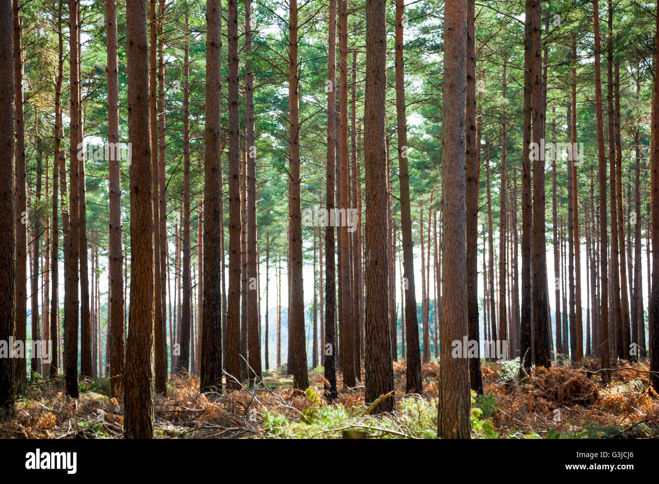 Einheitliche Bäume in einem Wald (New Forest, UK) Stockfoto