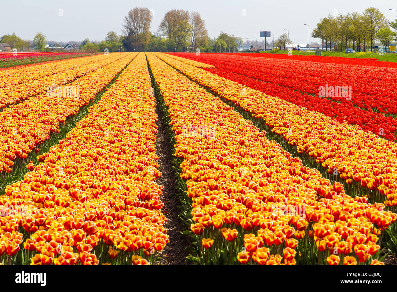 Orange und gelbe Tulpe Feld close-up in der Nähe von Dorf Lisse in den Niederlanden im Mai Stockfoto