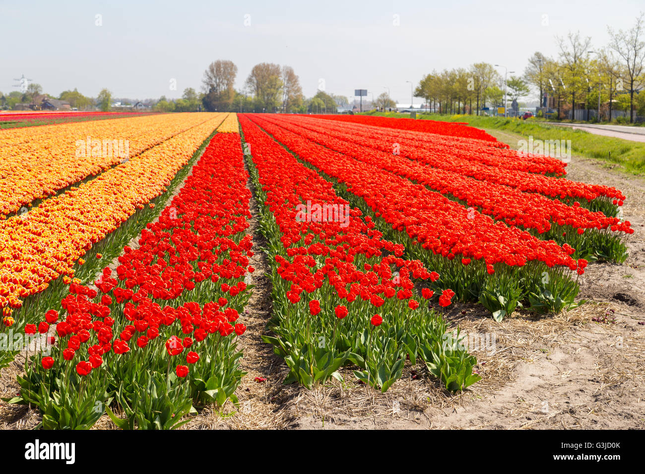 Orange und gelbe Tulpenfelder in der Nähe von Dorf Lisse in den Niederlanden im Mai Stockfoto