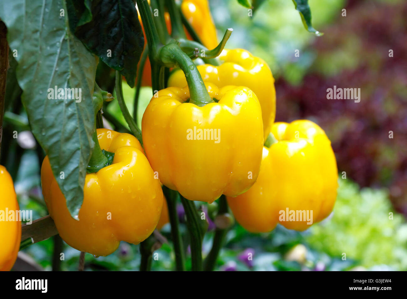 Gelbe Paprika (Gemüsepaprika) auf dem Pepper Tree Stockfoto