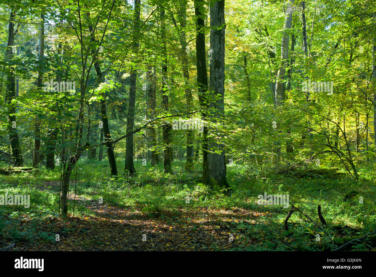 Natürlichen Laub-Stand von Białowieża Wald mit altem Baumbestand der Hainbuche im sonnigen Herbsttag, Białowieża Wald, Polen, Europa Stockfoto