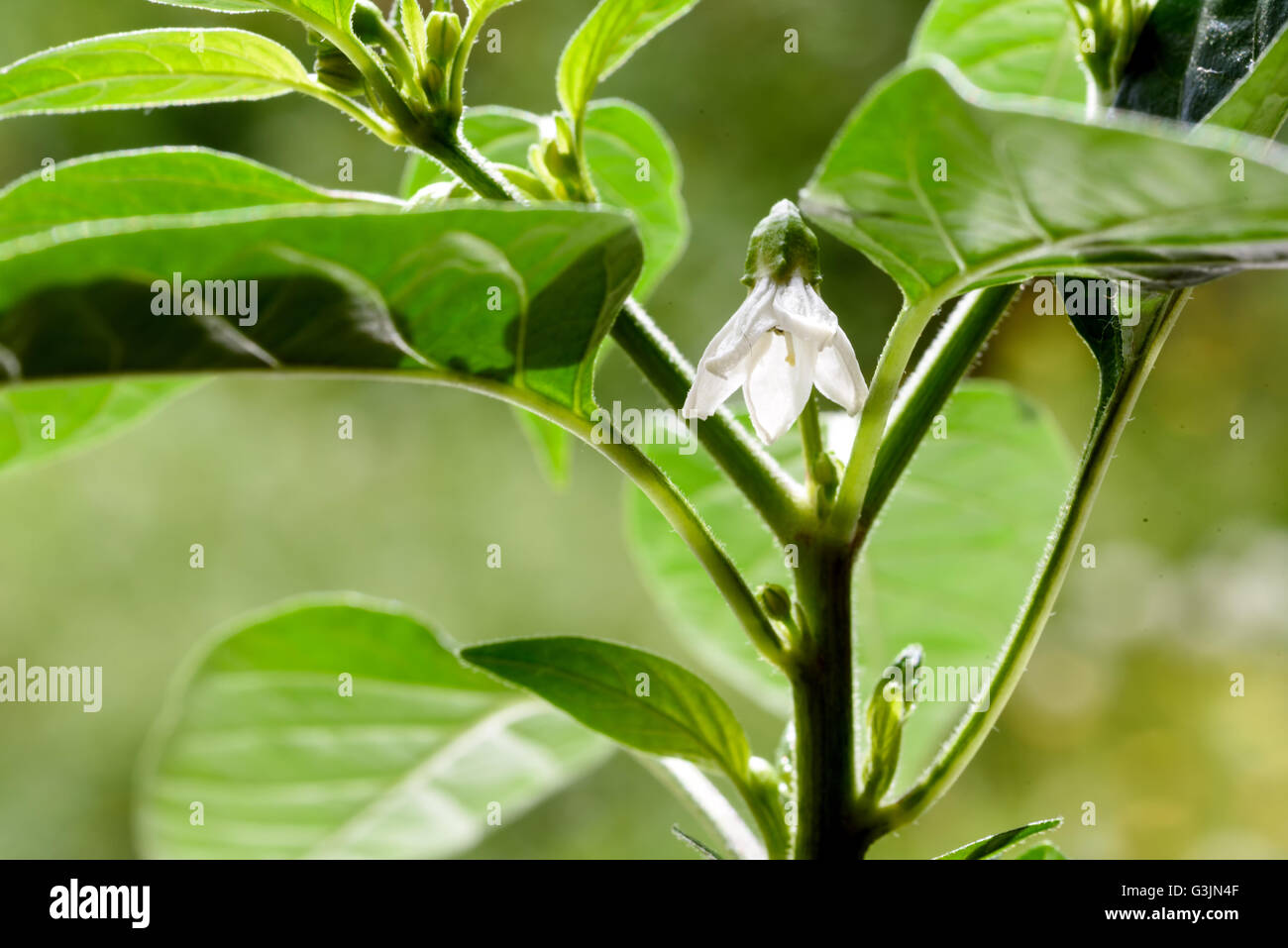 Nahaufnahme Makro Bild des weißen Chili Blume Blüte unter üppigen grünen Chili Blättern der Pflanze Krakatoa F1 Hybride. Garten Stockfoto