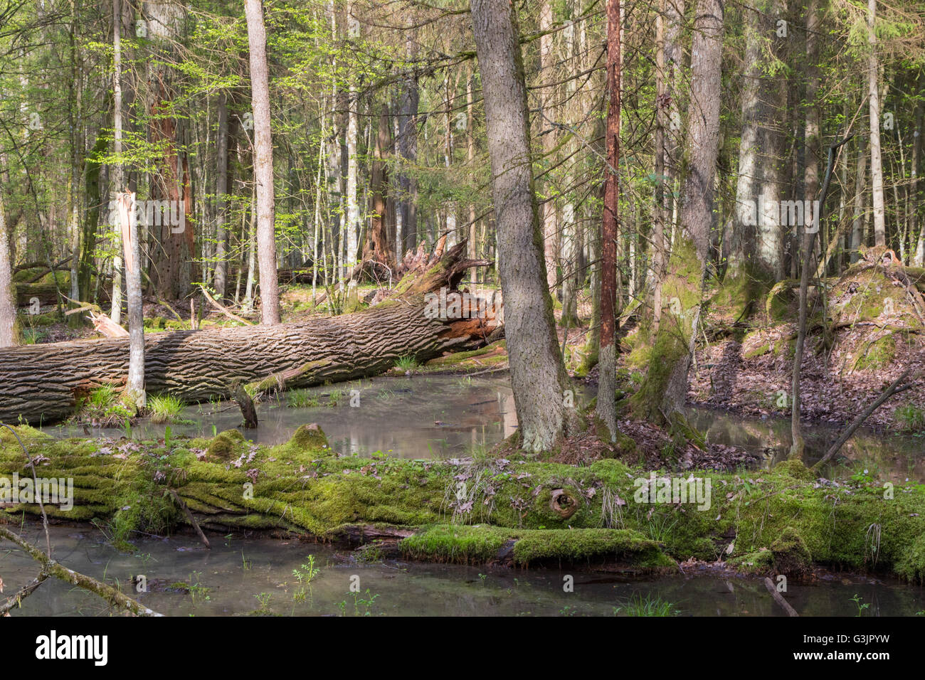 Frühlingslandschaft von Urwald und gebrochenen Moos eingewickelt Bäume liegen im Wasser, Białowieża Wald, Polen, Europa Stockfoto