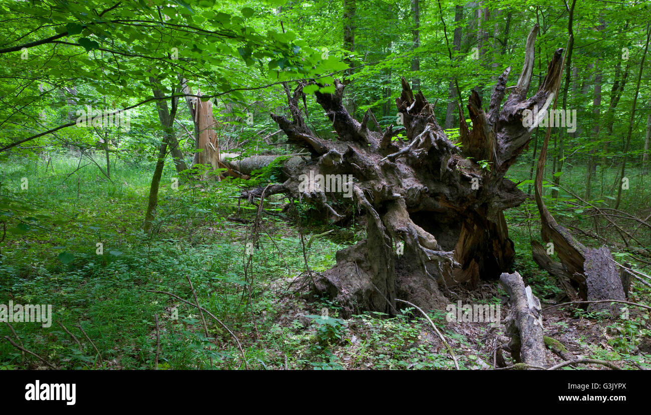 Alten gebrochenen Fichte Wurzeln im Sommer Laub Stand teilweise abgelehnt, Białowieża Wald, Polen, Europa Stockfoto