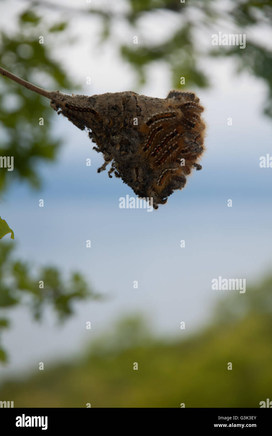 Östlichen Zelt Raupen Stockfoto