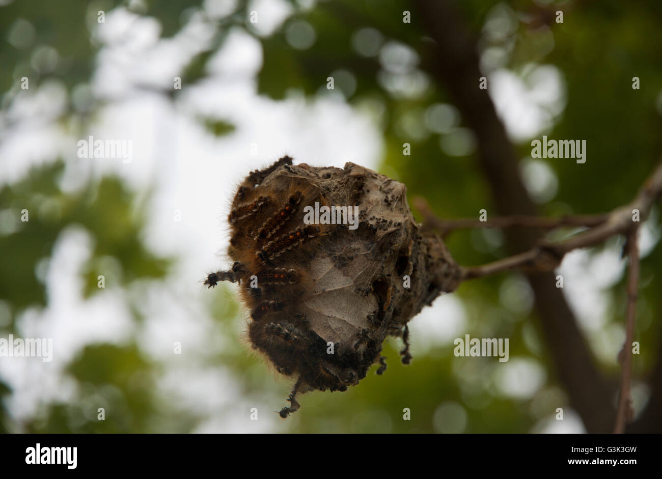 Östlichen Zelt Raupen Stockfoto