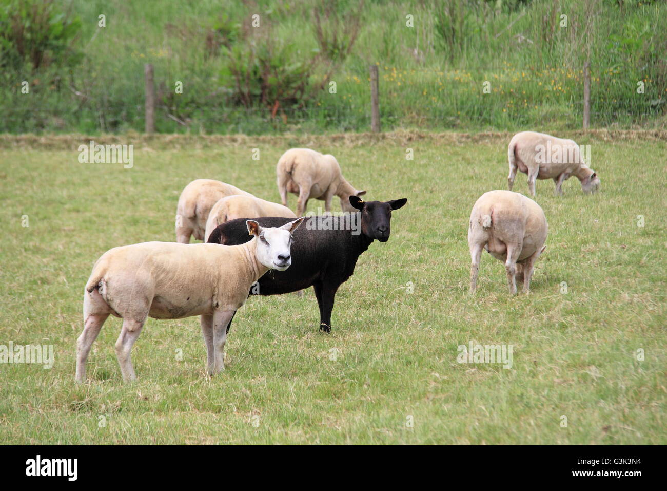 Schwarzes Schaf der Familie, Hay-on-Wye, Powys, Wales, Großbritannien, Deutschland, UK, Europa Stockfoto