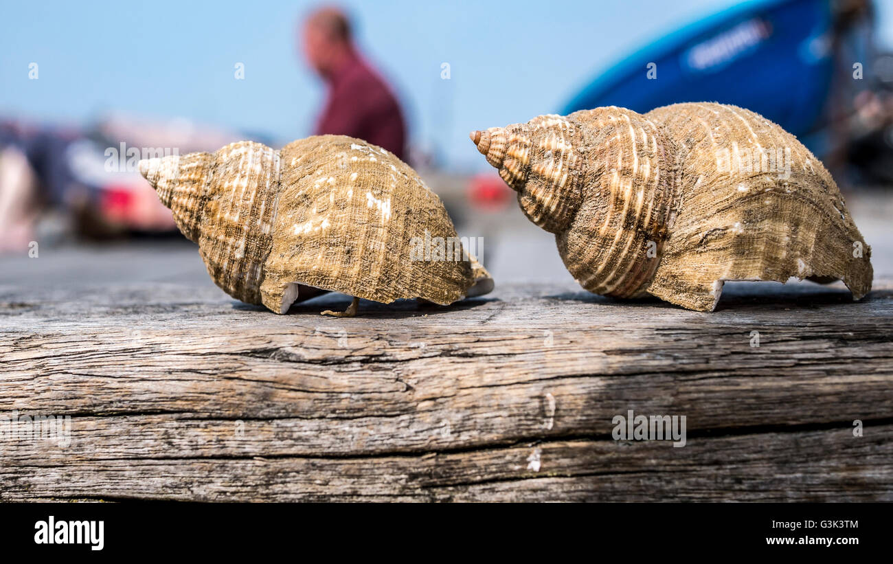 Seashells in Whitstable Seaside Stockfoto