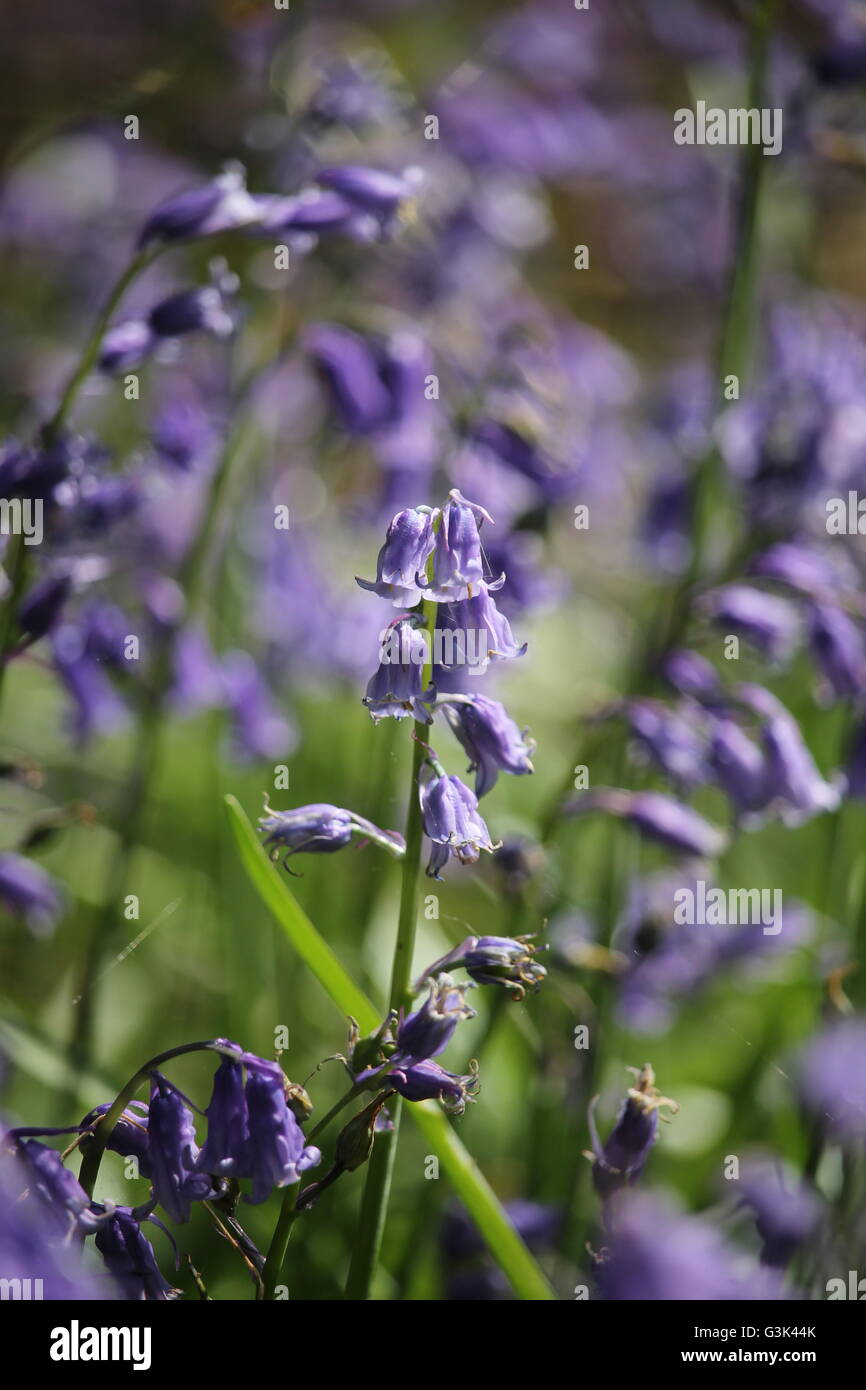 Glockenblumen, Hampshire, Frühlingsblume, lila Stockfoto