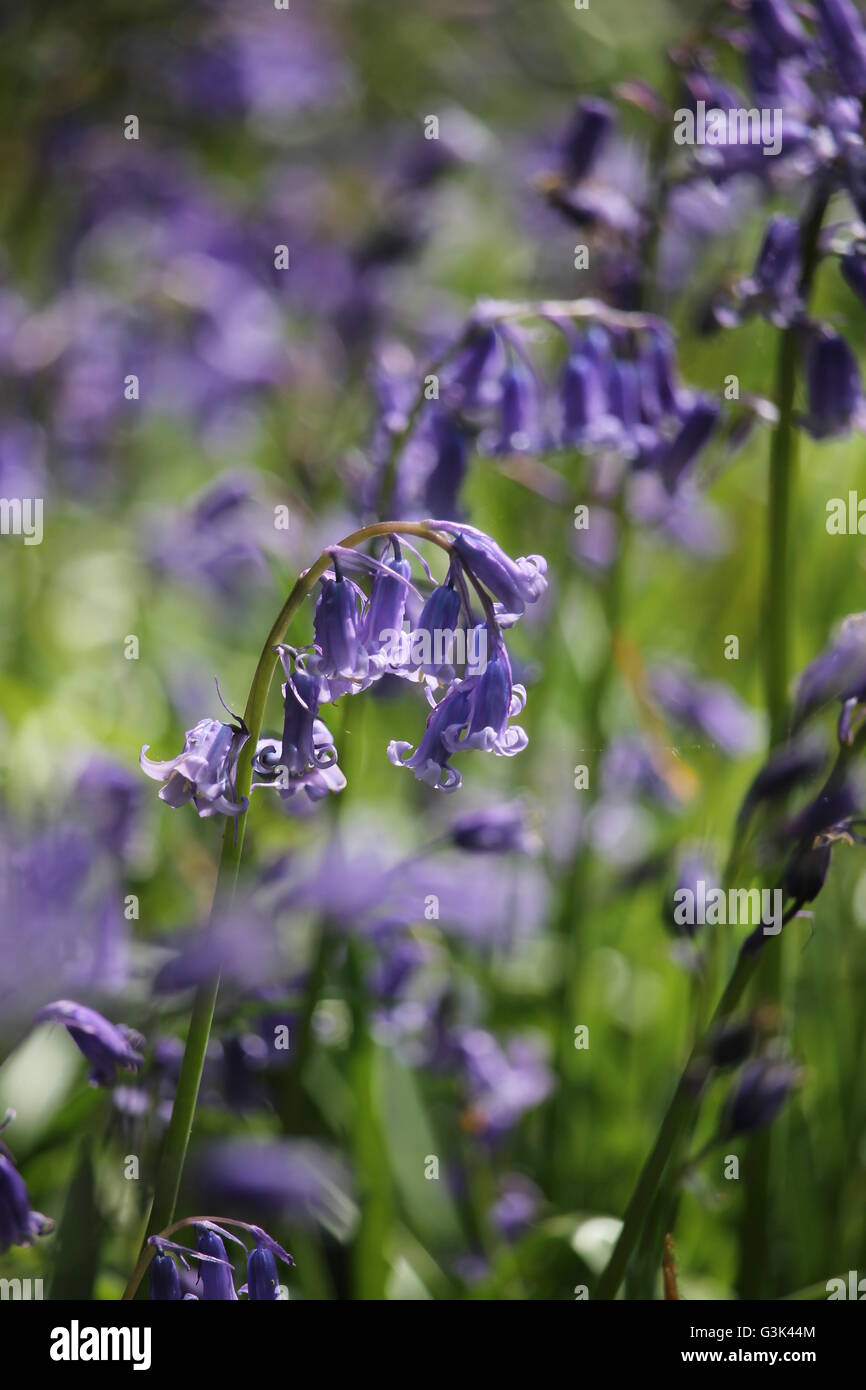 Glockenblumen, Hampshire, Frühlingsblume, lila Stockfoto