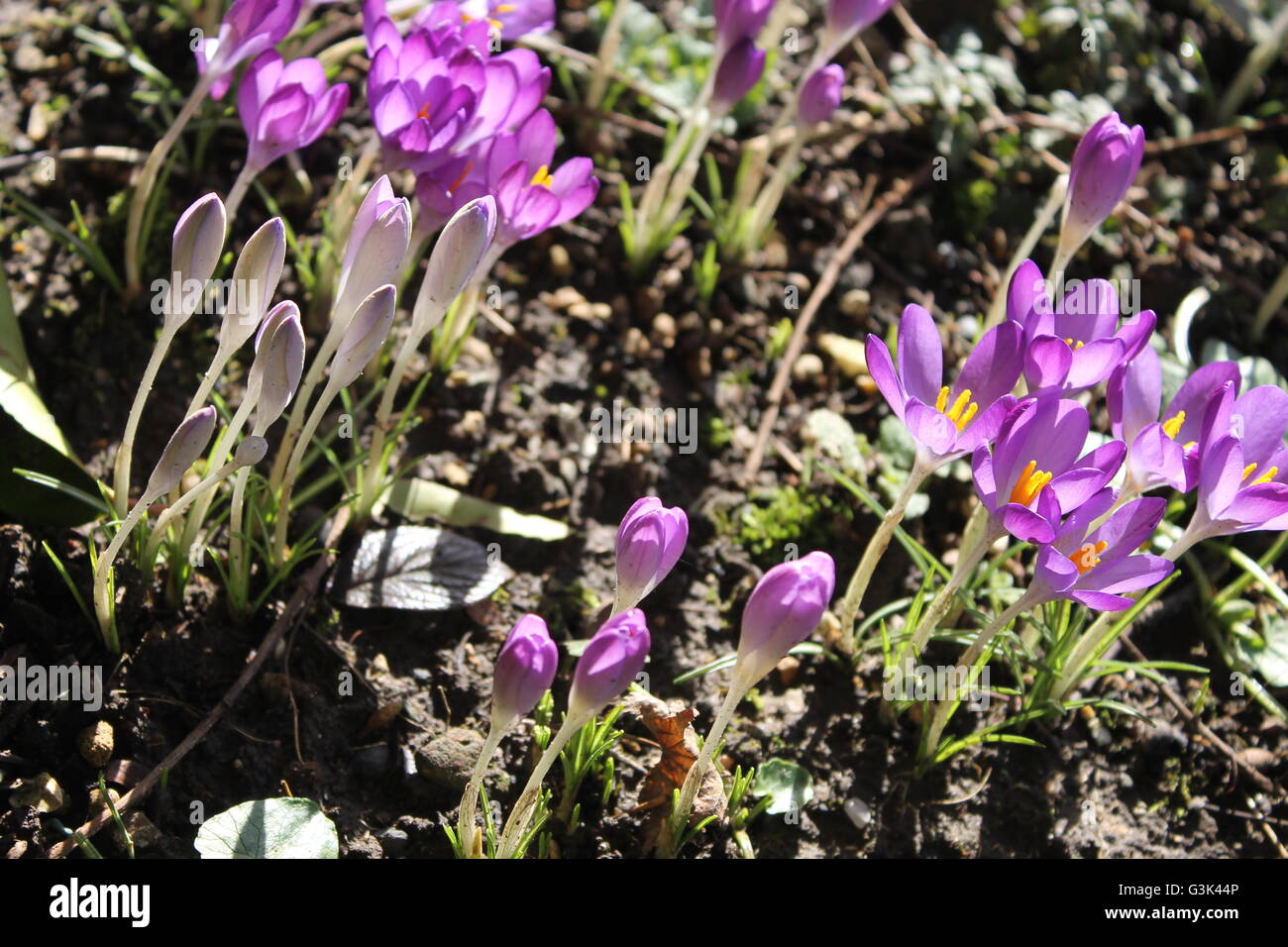 Crocus, Hampshire, Frühlingsblume, lila Stockfoto