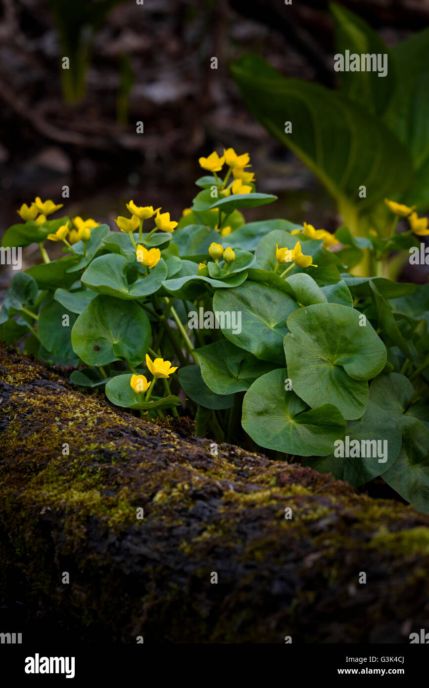 Caltha Palustris (Marsh Marigold) blühen in Nine Mile Creek in Bloomington, MN. Stockfoto