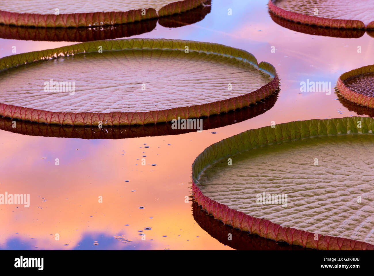 Tropische Seerose Pads mit farbenfrohen Sonnenaufgang spiegelt sich im Wasser. Stockfoto