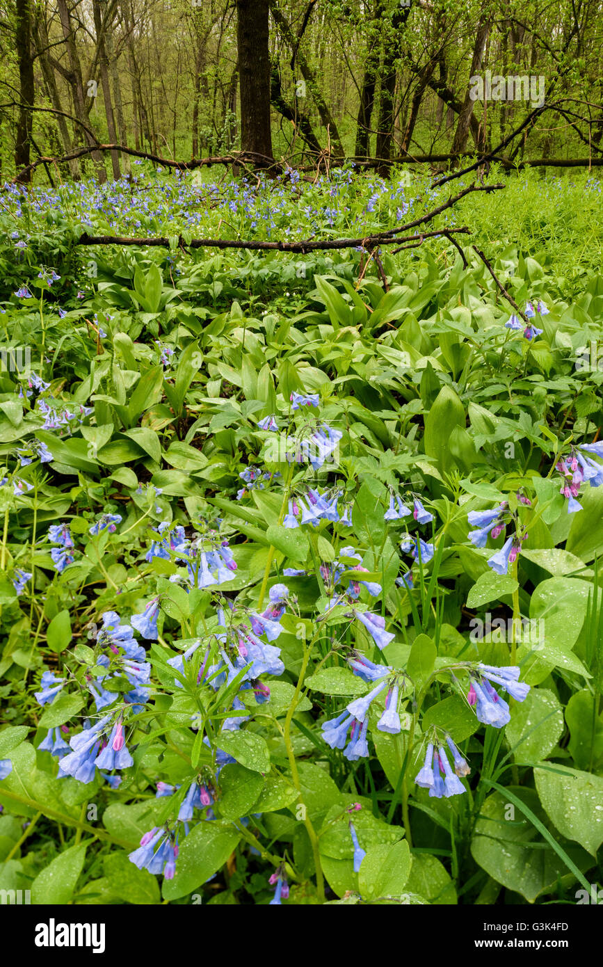 Glockenblumen (Mertensia Virginica) Teppich Waldboden im Carley State Park im südlichen Minnesota im Frühling. Stockfoto