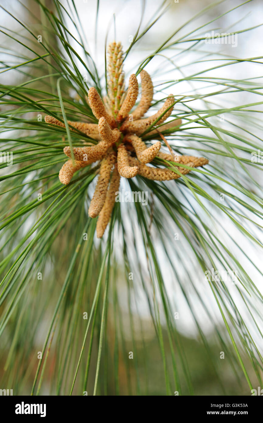 Lange-Blatt-Kiefer (Pinus Palustris) Pollen Sacs Stockfoto