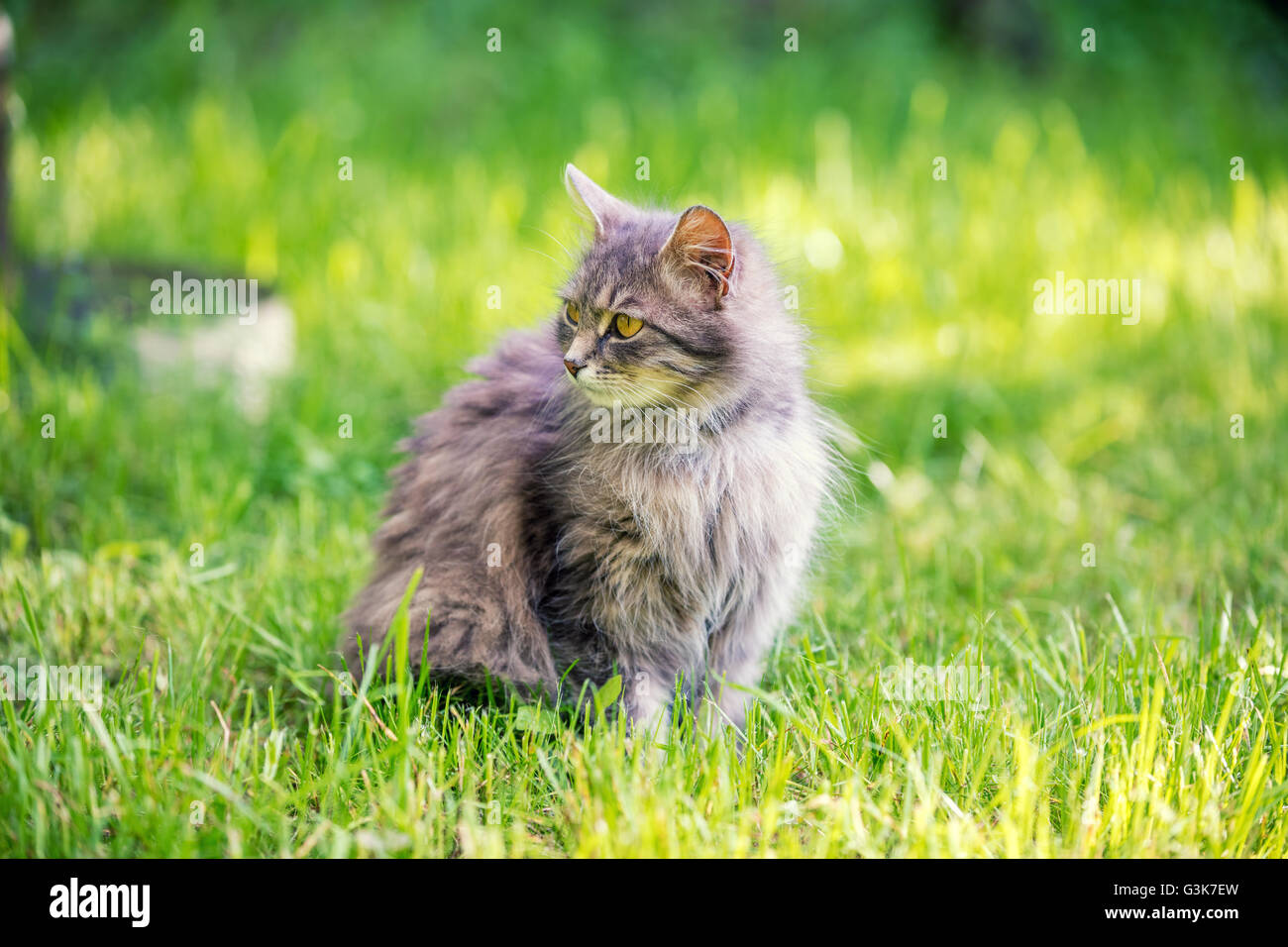 Sibirische graue Katze sitzen auf dem Rasen Stockfoto