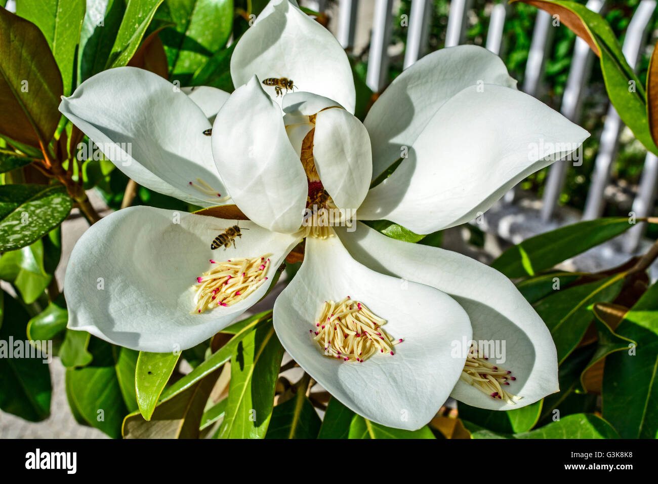 Eine schöne weiße Blüte Magnolia und Bienen, die es besuchen. Stockfoto