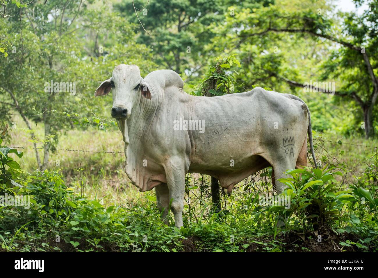 Buckelig Kuh auf einem Bauernhof in der Nähe von Santa Teresa, Costa Rica Stockfoto