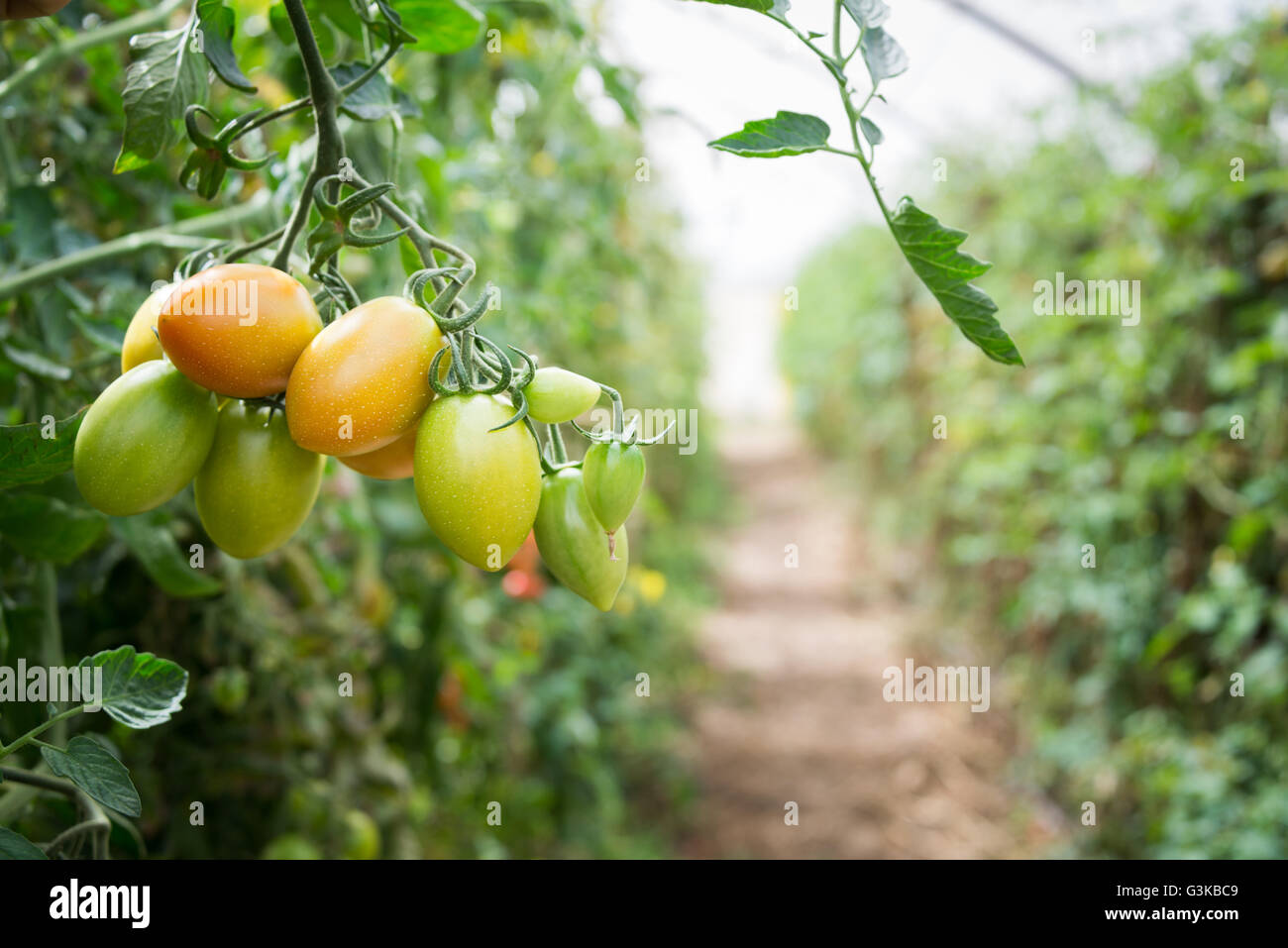 Cherry-Tomate, die auf eine Pflanze wächst Stockfoto