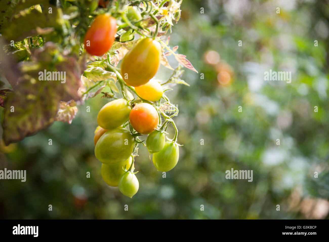 Cherry-Tomate, die auf eine Pflanze wächst Stockfoto