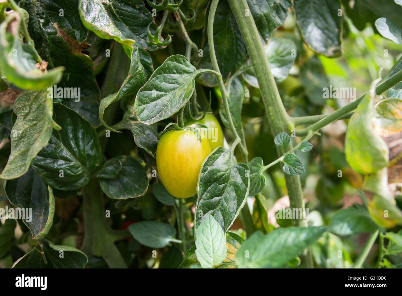 Cherry-Tomate, die auf eine Pflanze wächst Stockfoto