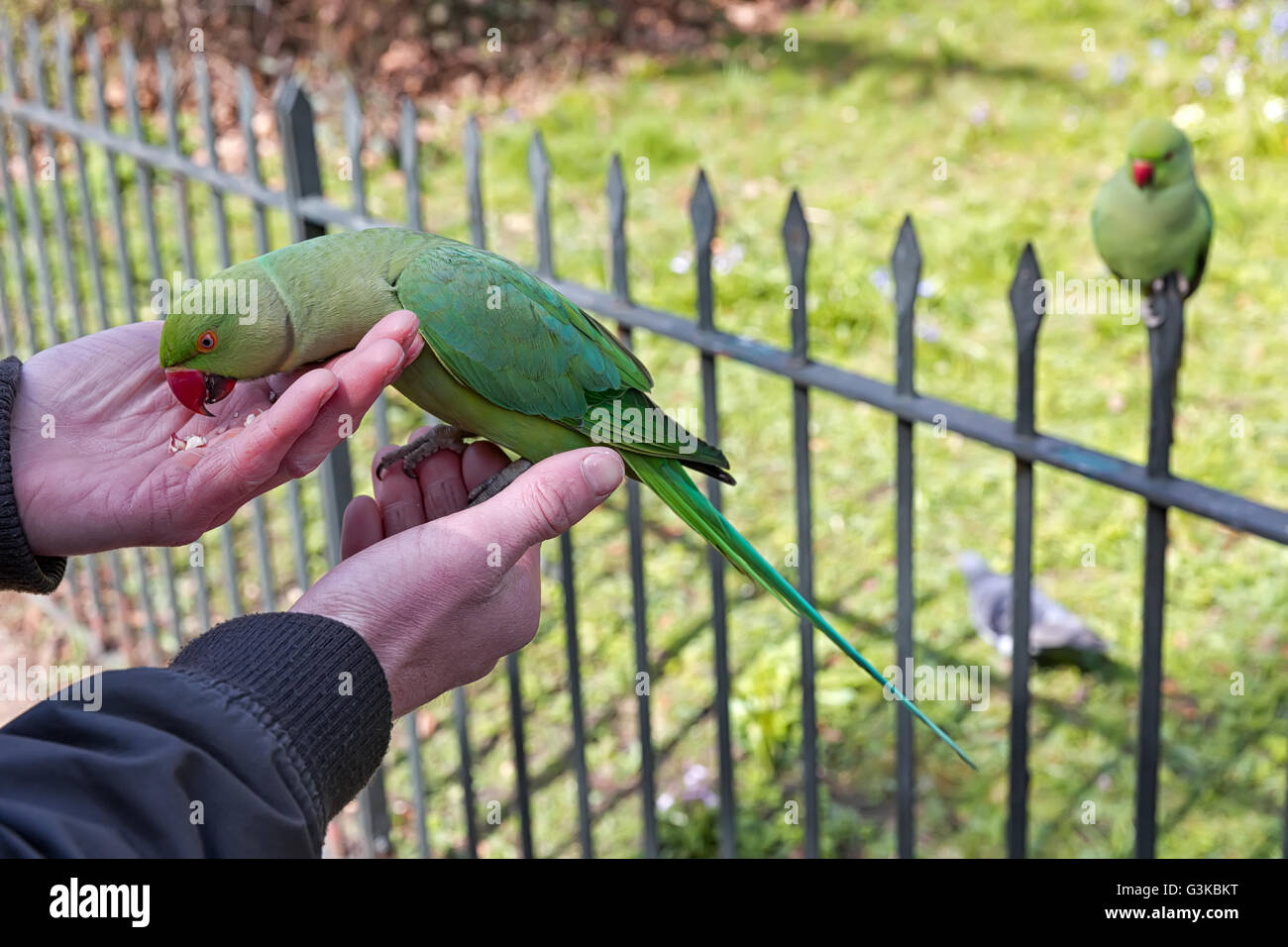 Grüner Papagei. Wilde grüne Papageien leben in den Park, Touristen Liebe zu füttern sind ziemlich zahm, genießen Sie die Leckereien o Stockfoto