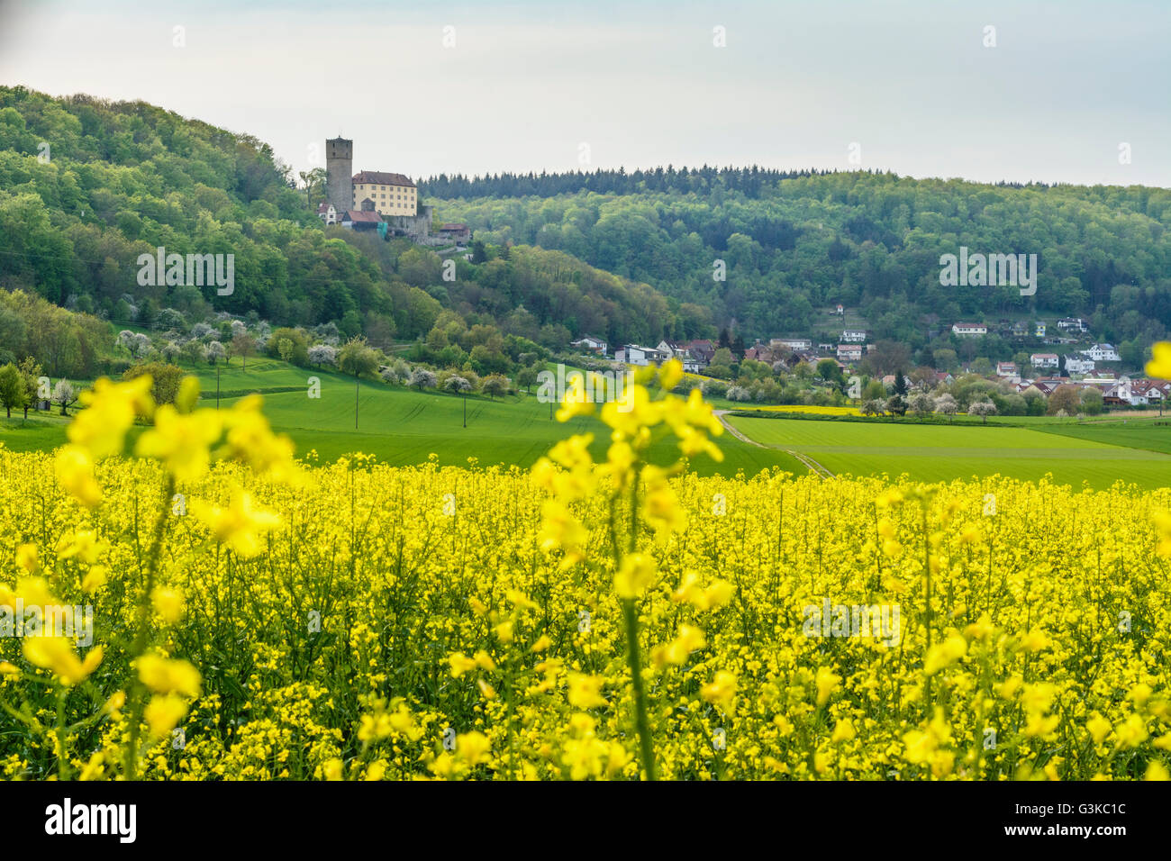 Burg Guttenberg, Raps Feld, Haßmersheim, Heilbronner Land, Baden-Württemberg, Deutschland Stockfoto