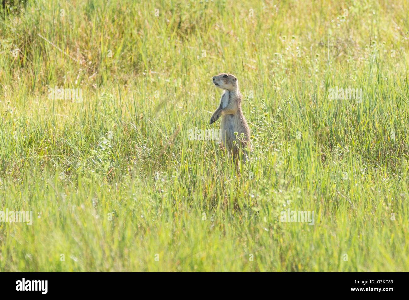 Eine schwarze tailed Prairie Dog Ausschau aus einer Höhle in einer Kolonie besetzt ein s Feld in Cheyenne, Wyoming. Stockfoto