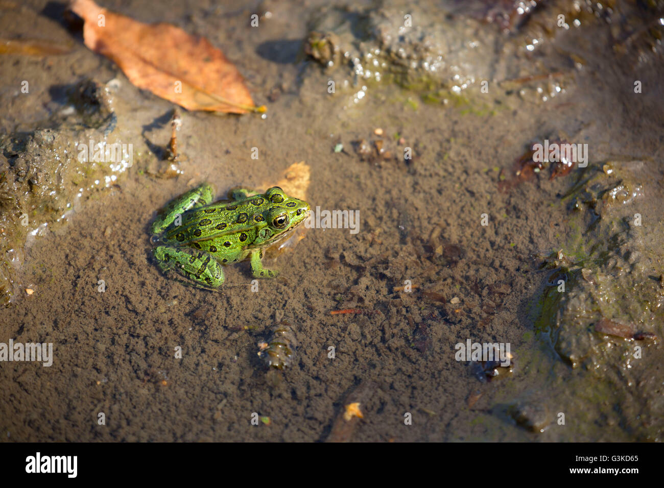 Großer Frosch Stockfotos und -bilder Kaufen - Alamy