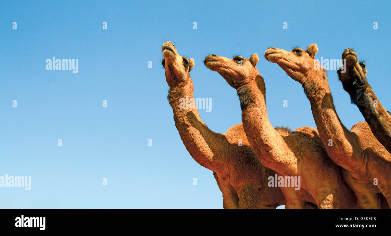 Pushkar Camel Fair, Rajasthan, Indien - 2015 Stockfoto