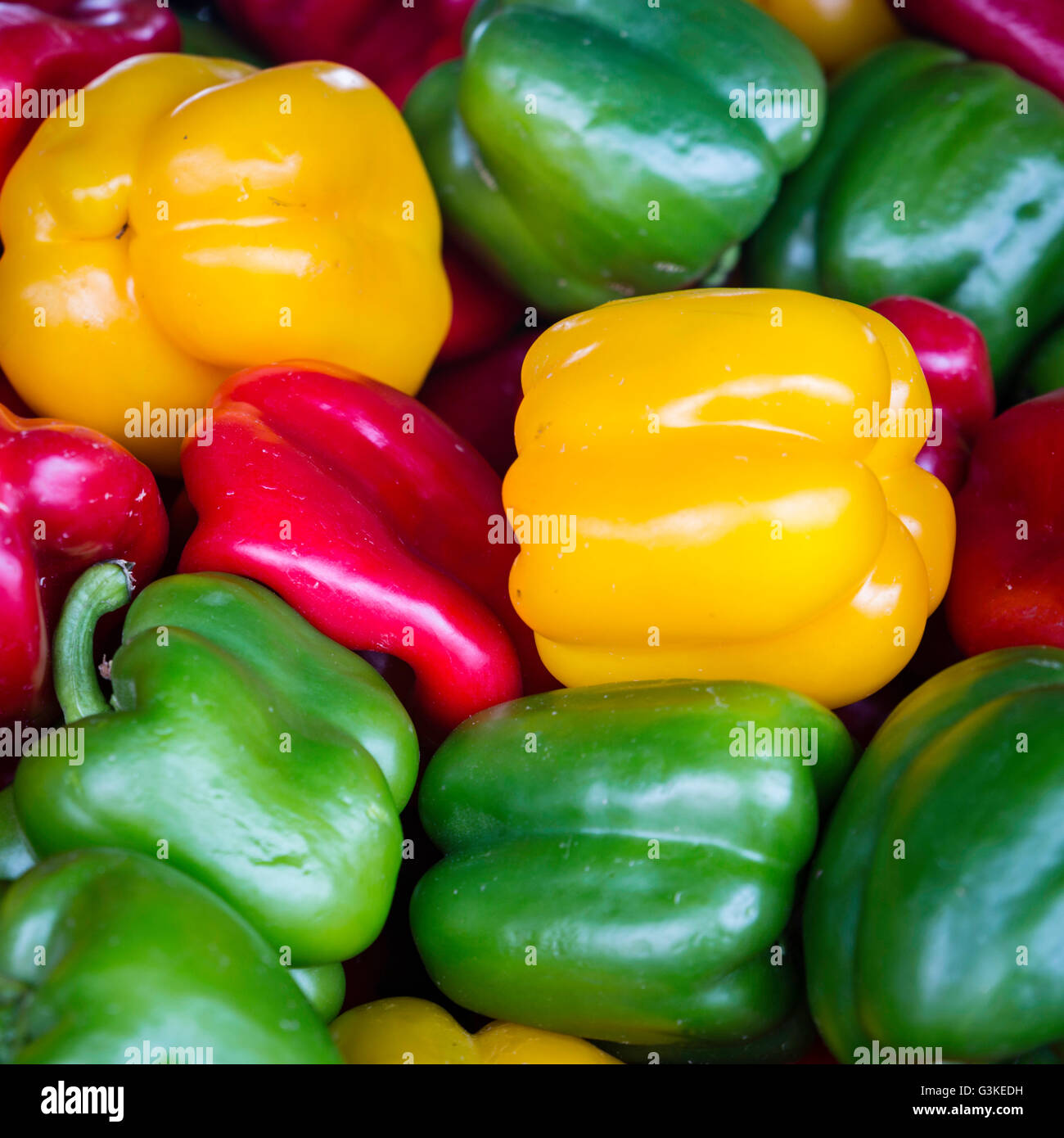 Rot, Gelb und Grün frisch gepflückt Paprika für Verkauf an den Farmers Market Stockfoto