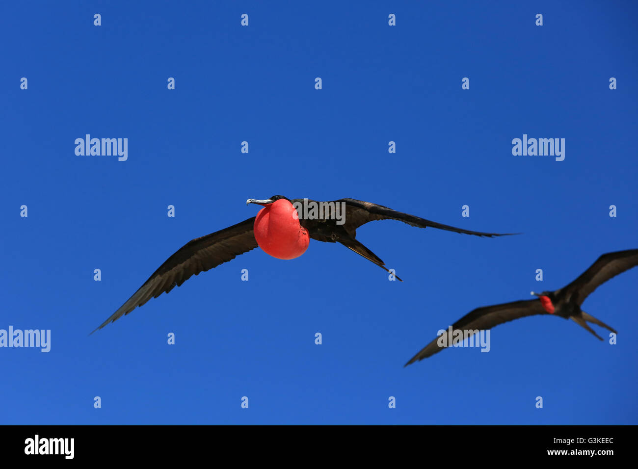 Männlichen Fregattvogels fliegen während der Paarungszeit Stockfoto