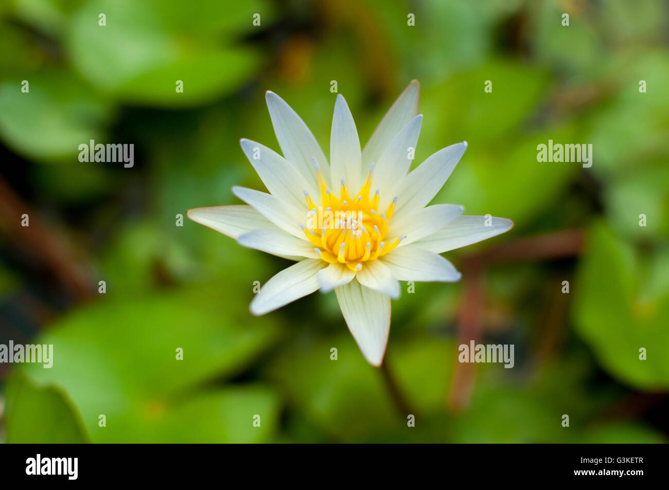 Weißer Lotusblume Stockfoto