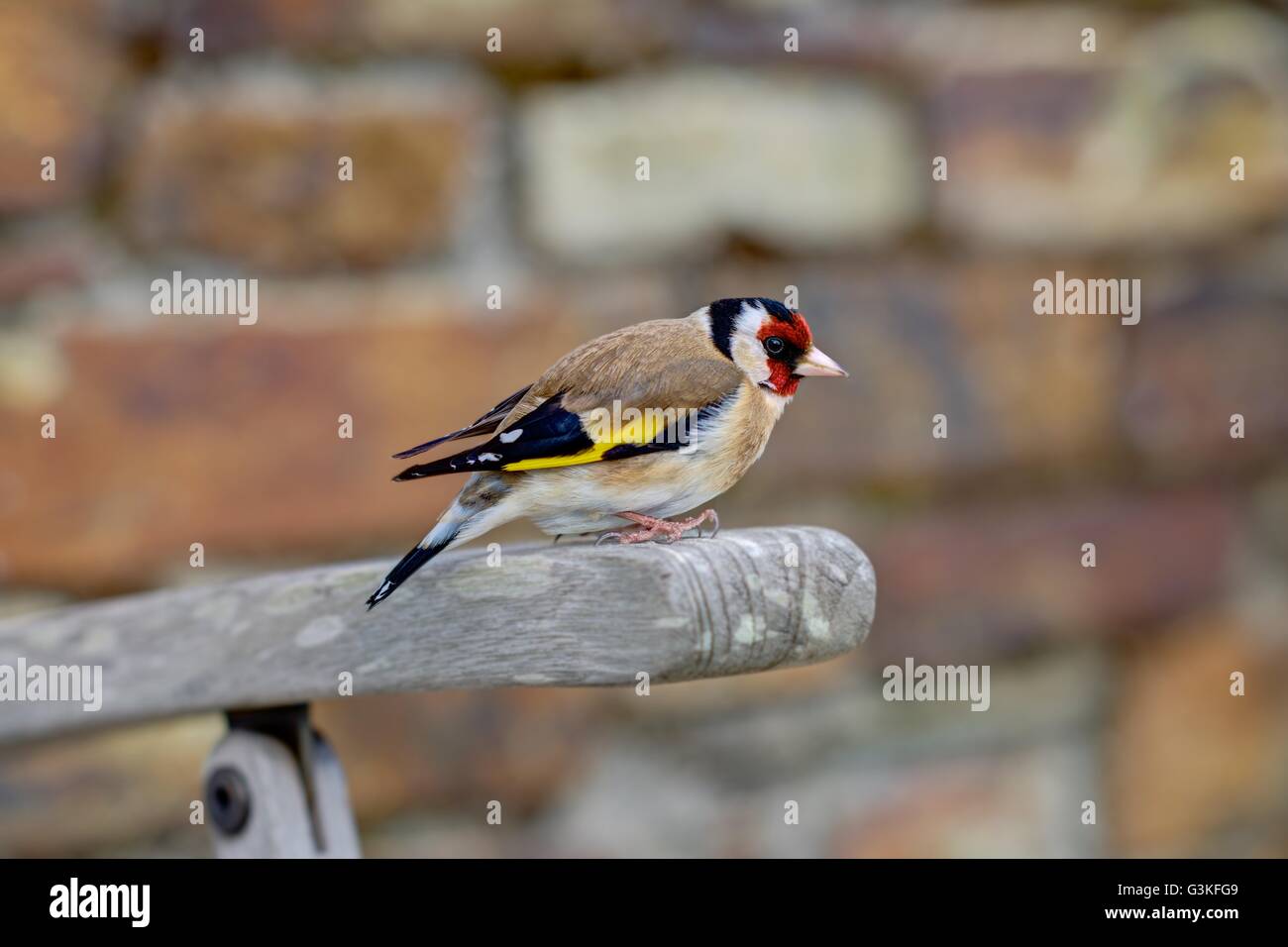 Eine scharf gerenderten Erwachsenen Stieglitz isoliert gegen einen Stein Farbhintergrund thront auf einem outdoor Teak Holzstuhl Arm. Stockfoto