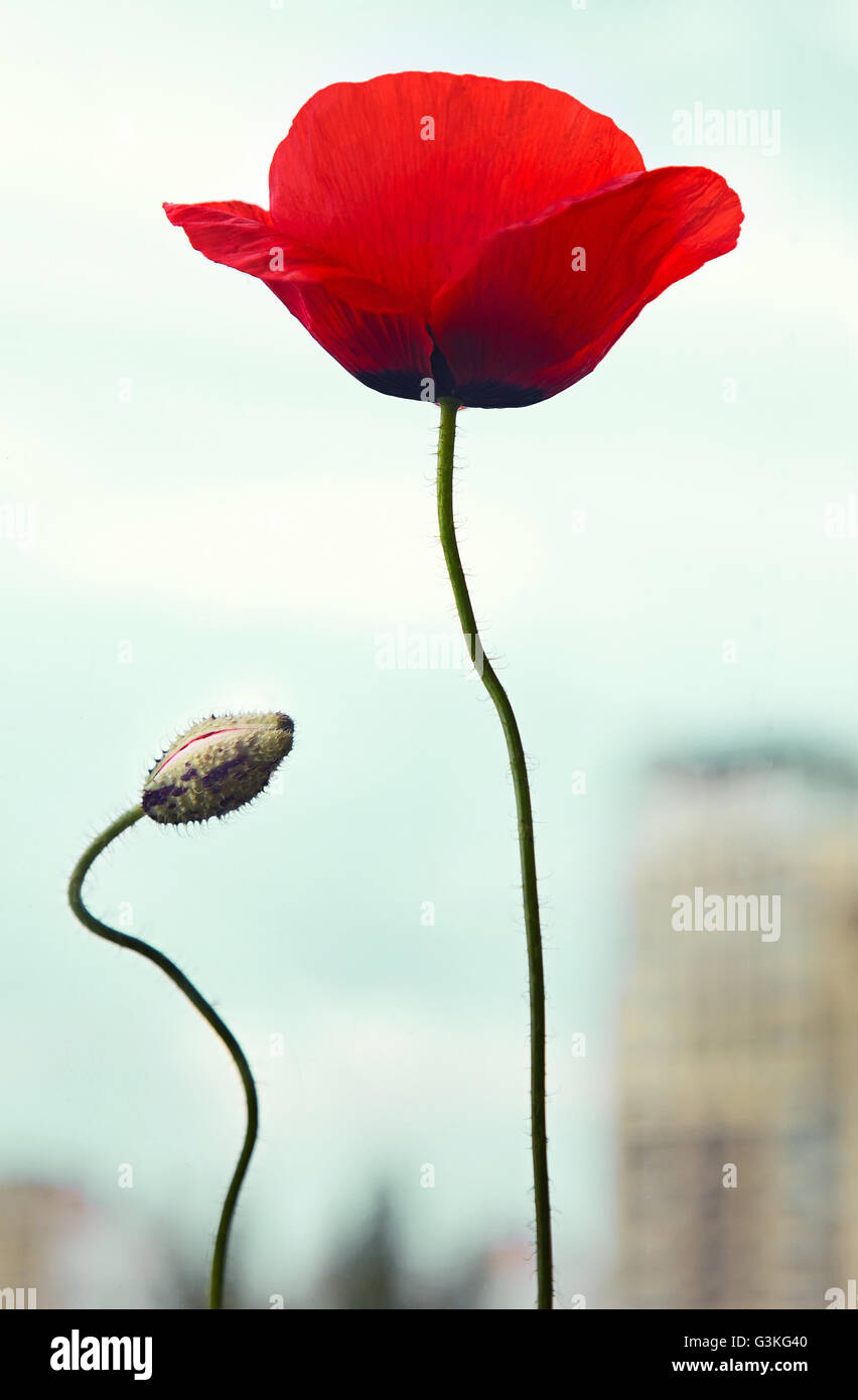 Rote Mohnblume mit Knospe über Stadt, Konzept der Erhaltung der Natur Stockfoto