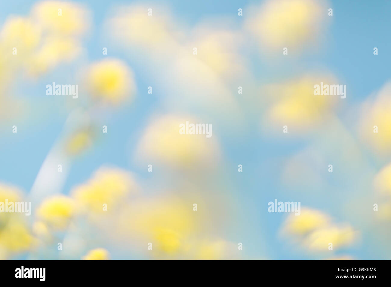Gelb Blau floral Bokeh Hintergrund, Objektiv blur Stockfoto