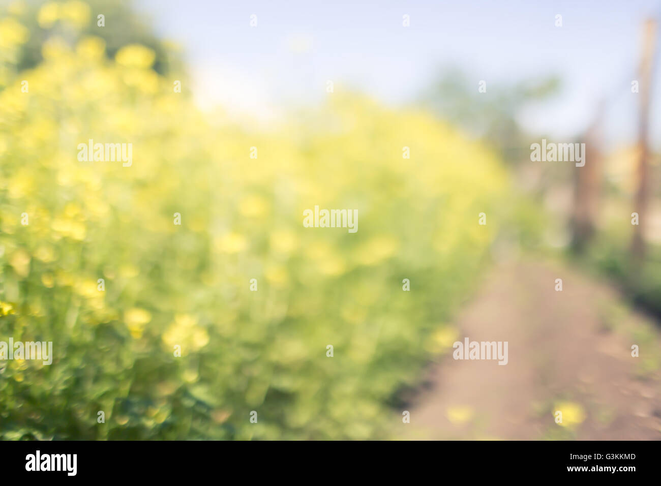 Gelb grün floral Bokeh Hintergrund mit Straße Stockfoto