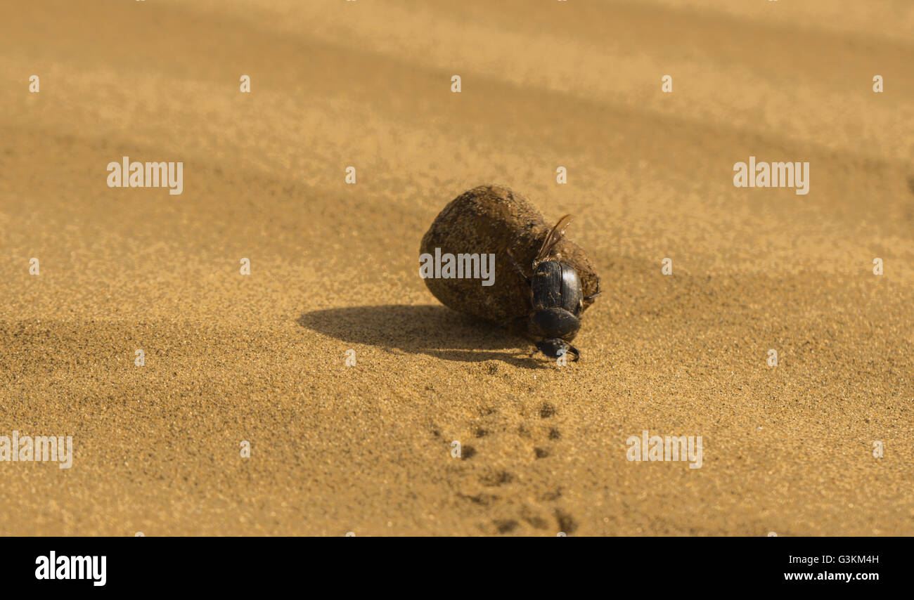 Mistkäfer in der Thar Wüste Stockfoto