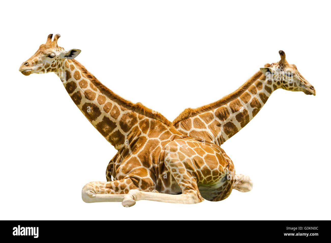 Sitzen Giraffen isoliert Stockfoto