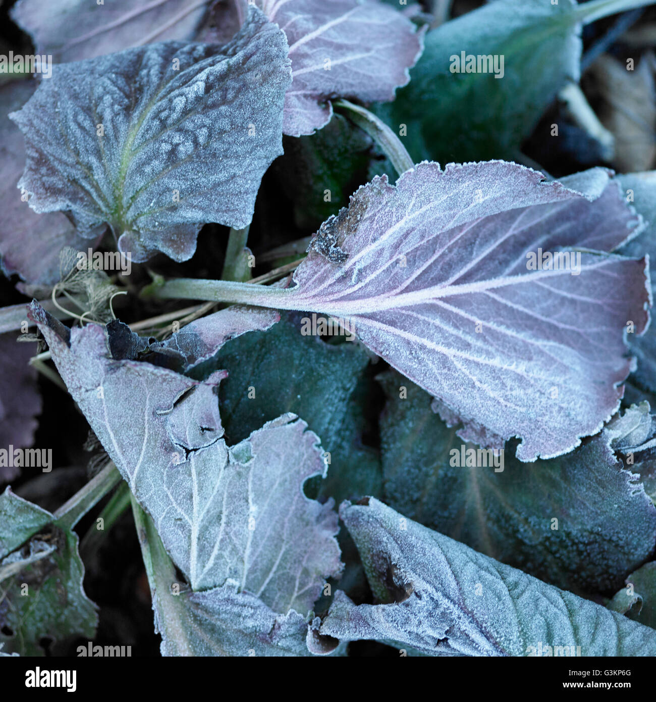 Draufsicht der Frost auf lila Blätter Stockfoto